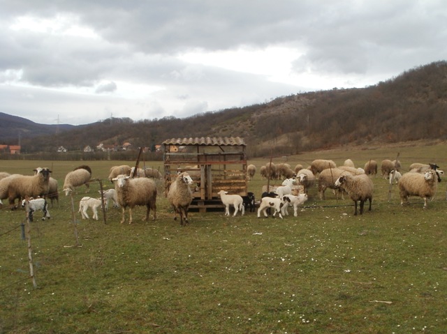 BLAGOSLOV – četvrti dan